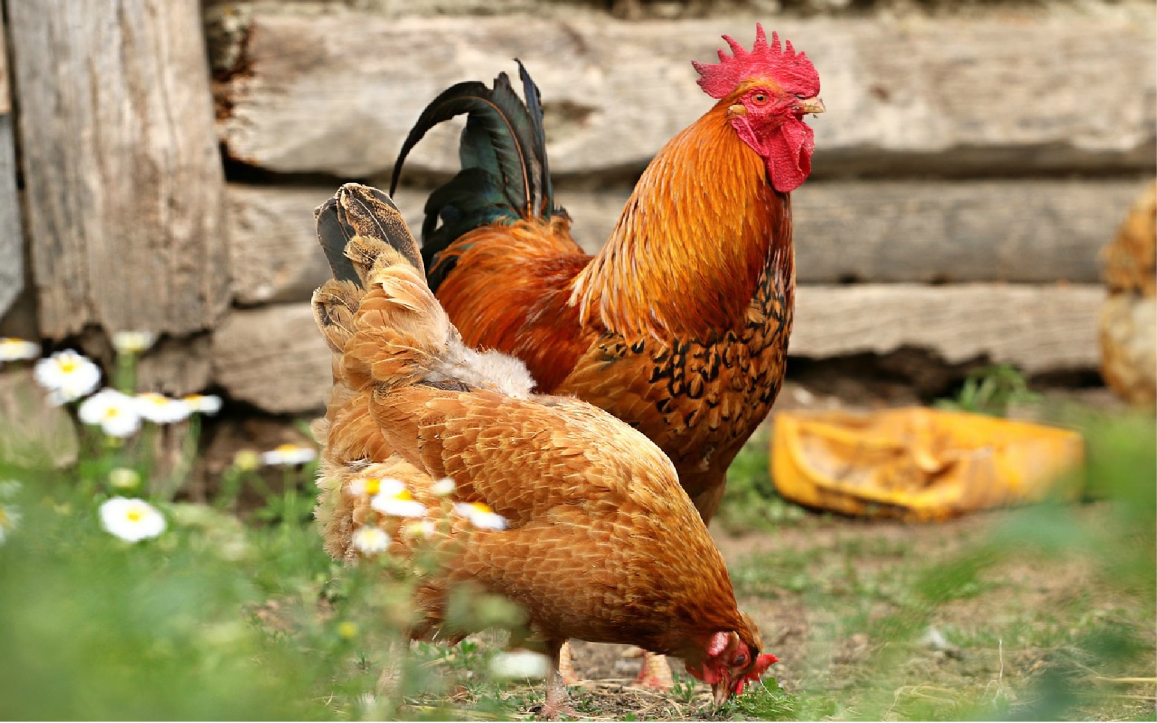 12 Common Chicken Predators (And How to Keep Your Flock Safe)