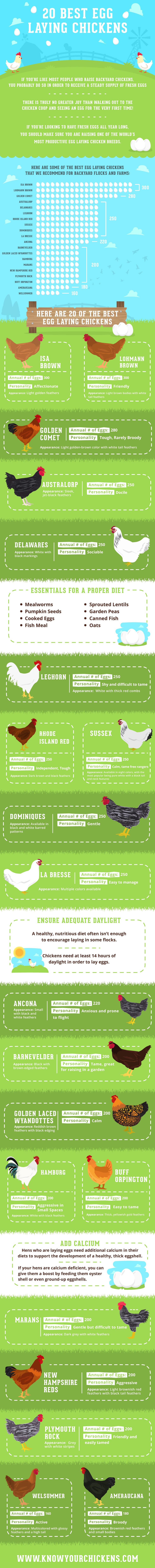 Best Egg Laying Chickens Infographic