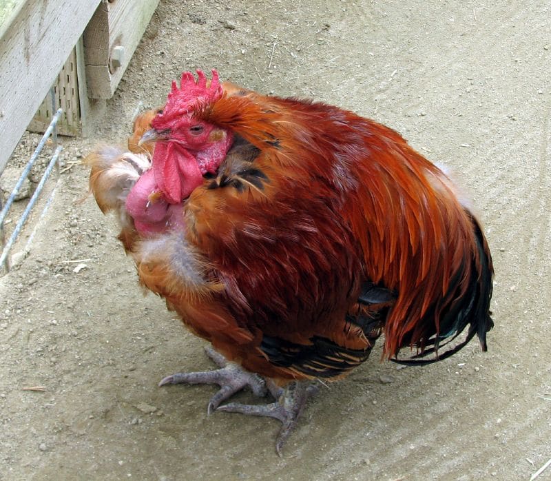 Turken chicken