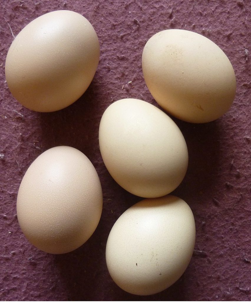 silkie chicken eggs