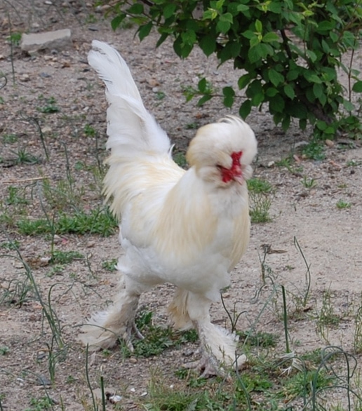 Sultan Bantam chicken