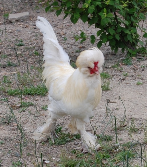 chicken with no feathers on its neck in mexico