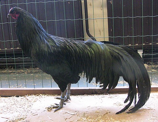 Sumatra black chicken