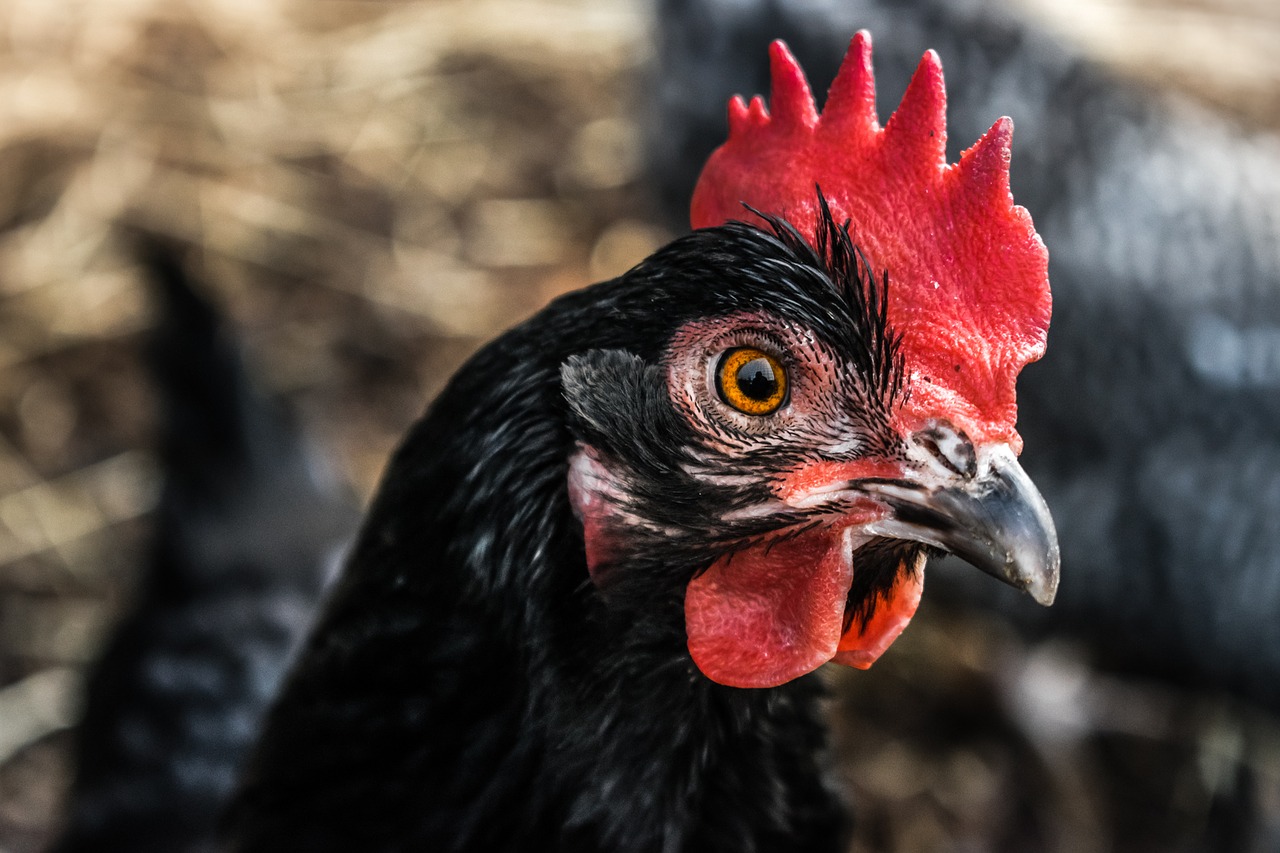 10 Types Of Black Chicken Breeds Breed Guide Know Your Chickens