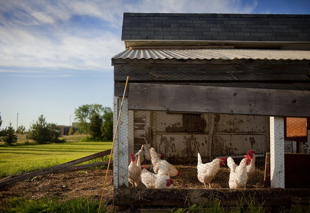 How Long Do Chickens Live? Average Chicken Lifespan by Breed