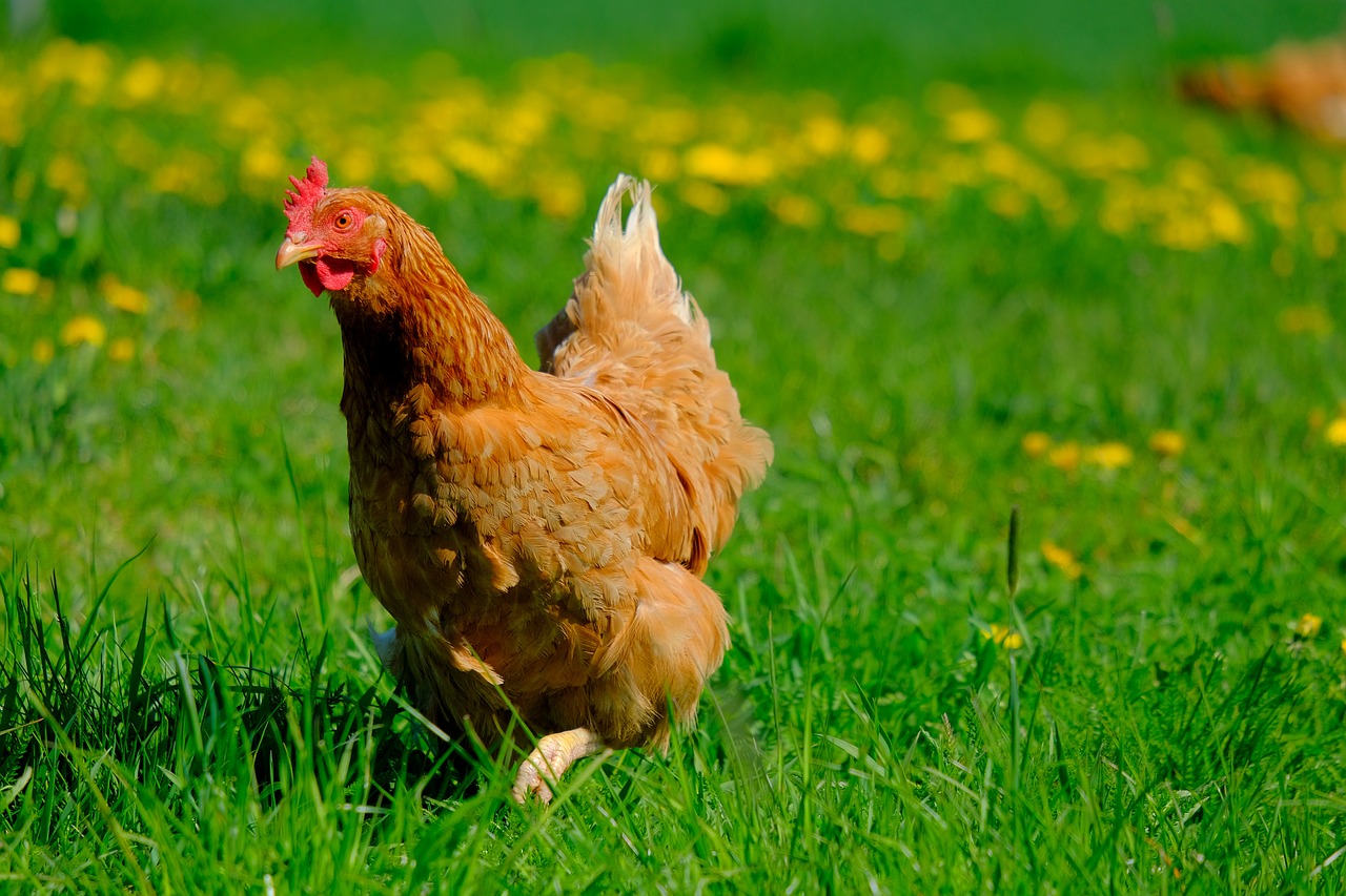 11 Reasons Why Chickens Make Great Pets - Know Your Chickens