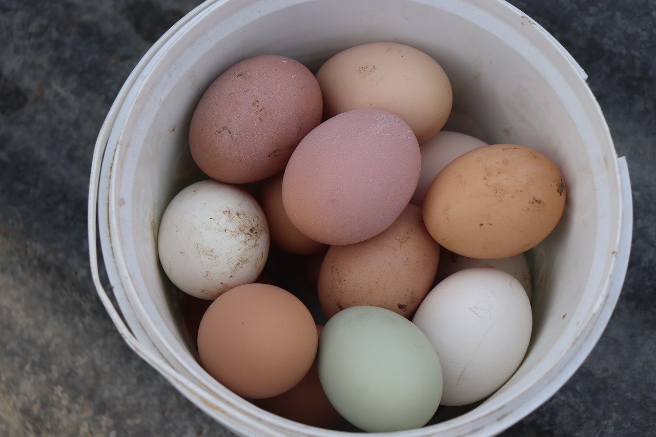 chicken egg colors
