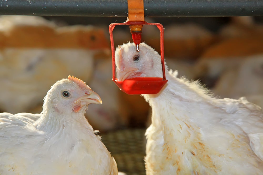 Two chickens are drinking water, in a chicken farm