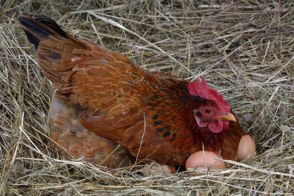 a hen laying eggs in its nest