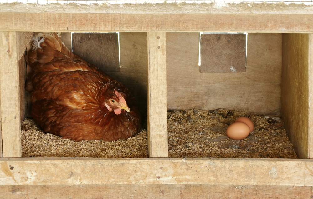 hen in a wooden nesting box as she concentrates on laying an egg