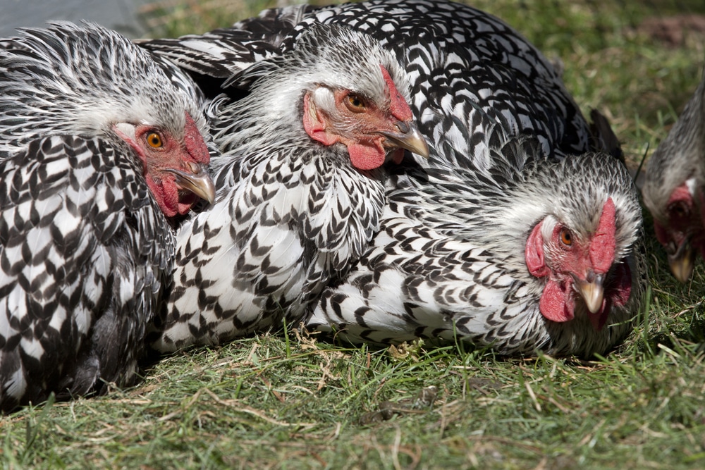 A close up of three Silver laced Wyandotte hens laying in the grass together.