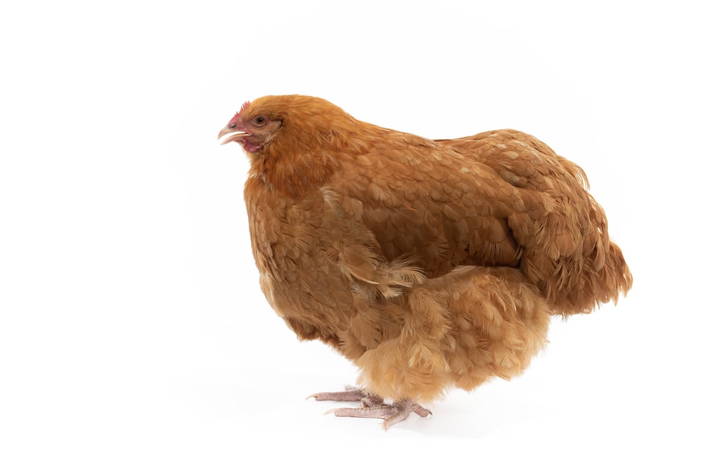 A buff orlington hen