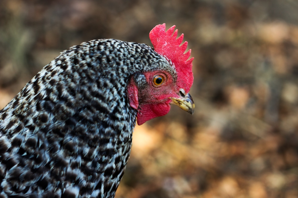 Close-up of Plymouth Rock Chicken