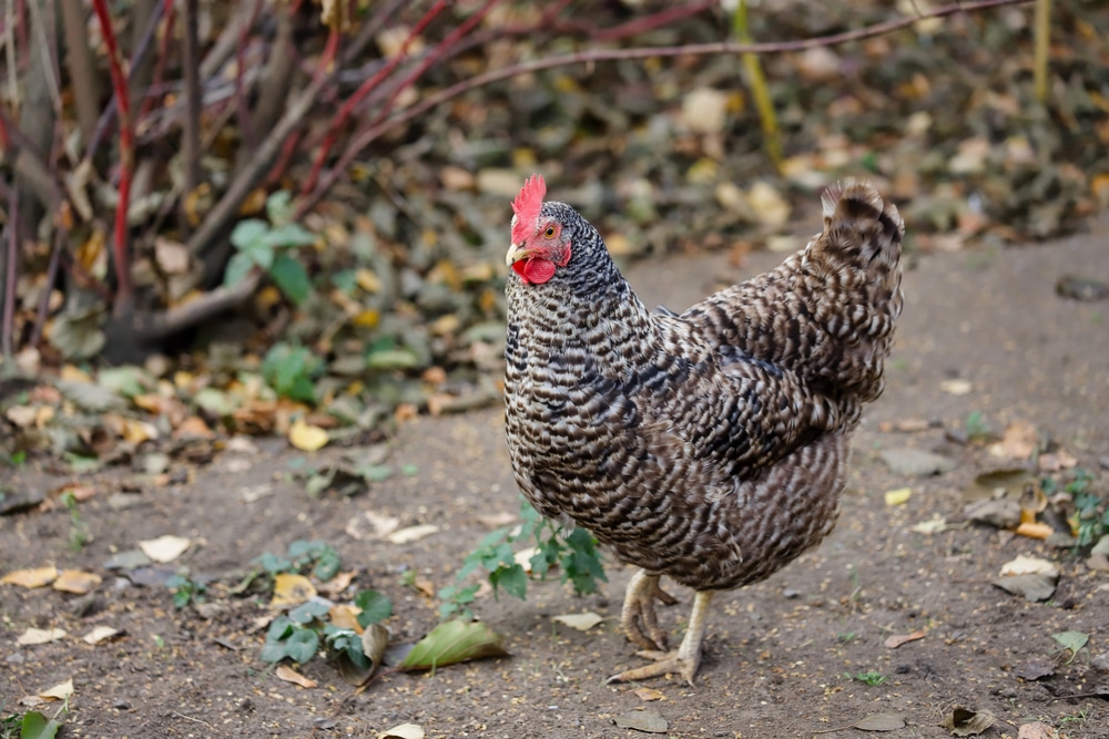 lymouth Rock Chicken (Barred Rock hen)