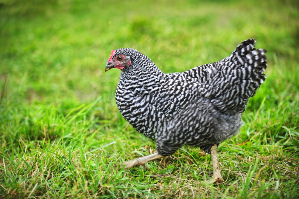 Plymouth Rock Chicken Breed Guide - Know Your Chickens