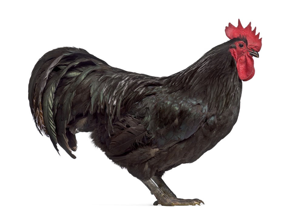 Side view of an Australorp rooster