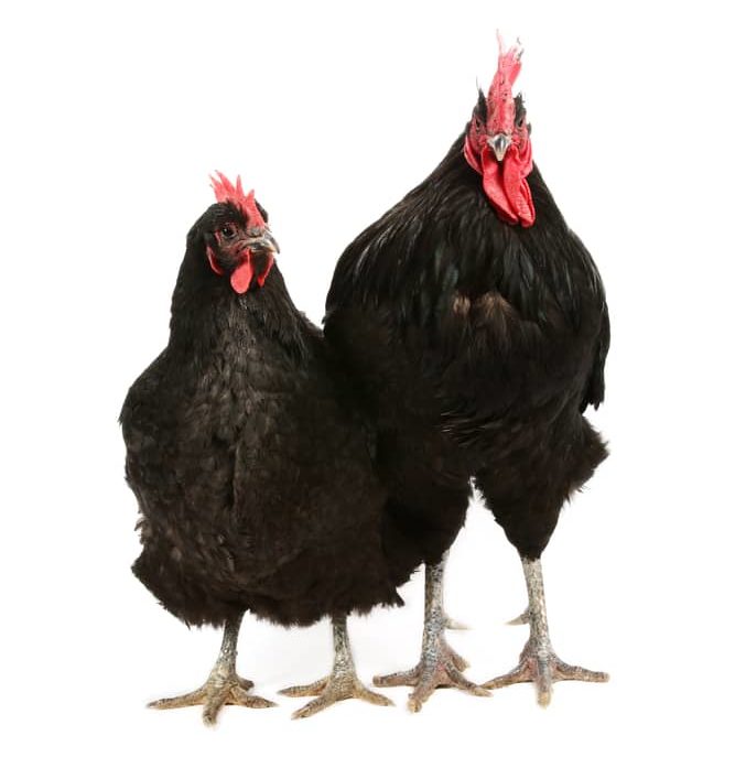 Jersey giant rooster and hen