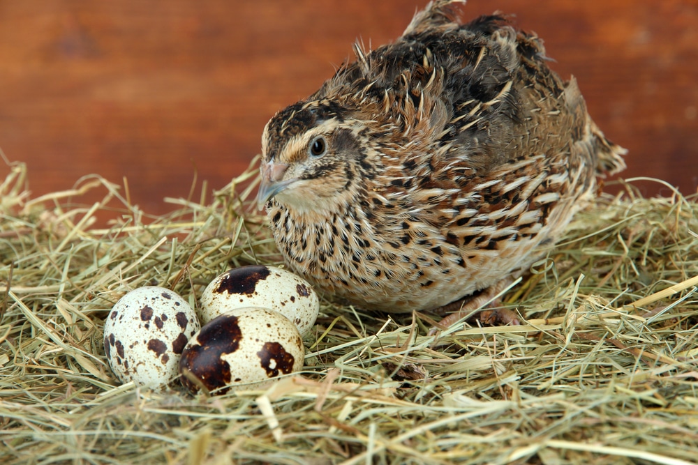Young quail with eggs