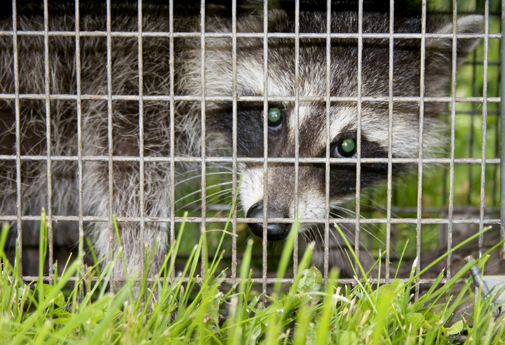 trapped raccoon
