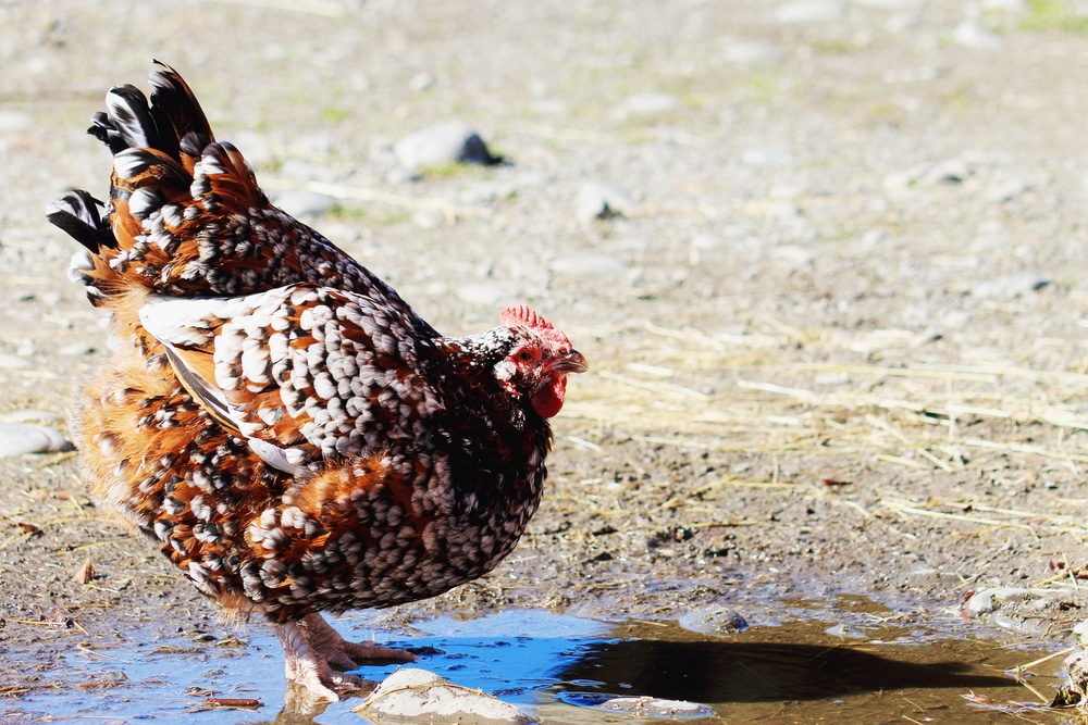 Speckled Sussex Chicken Breed Guide.