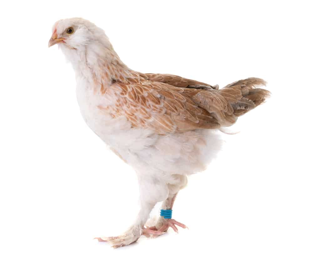 young Faverolles chicken