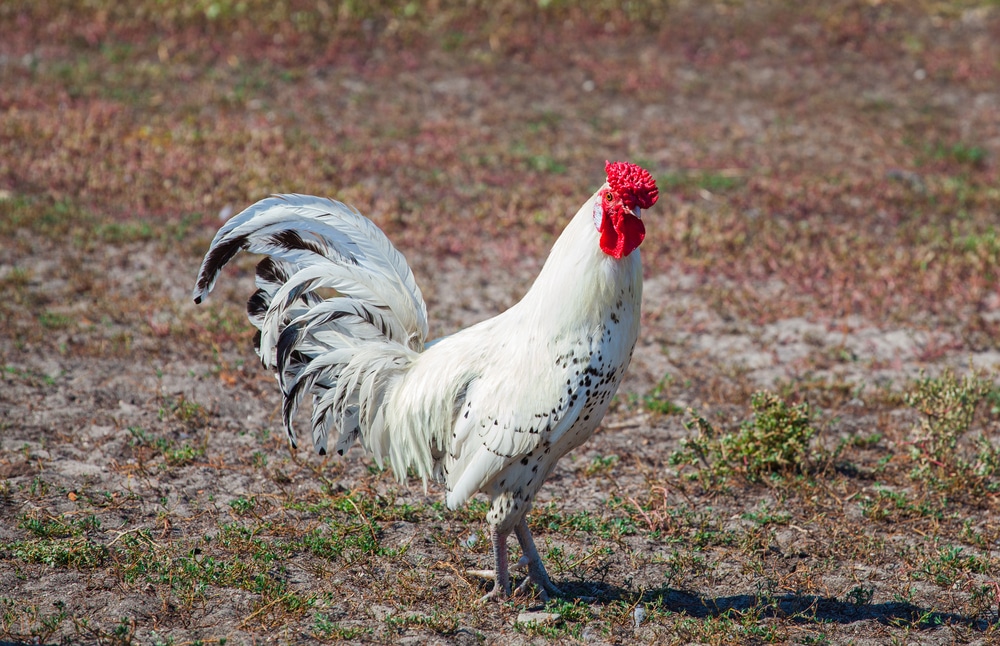 white color rooster