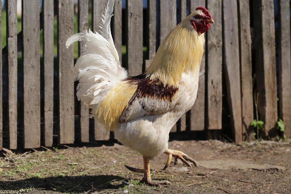 Country rooster