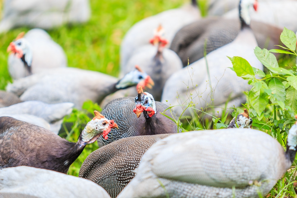 guinea fowl and chickens