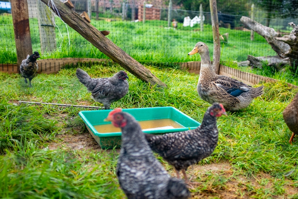 chickens and ducks on farm