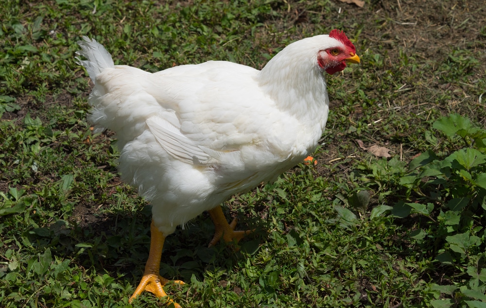 leghorn chicken on a farm