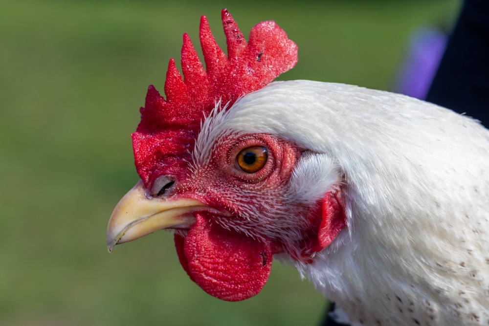 Close-up of a Delaware chicken