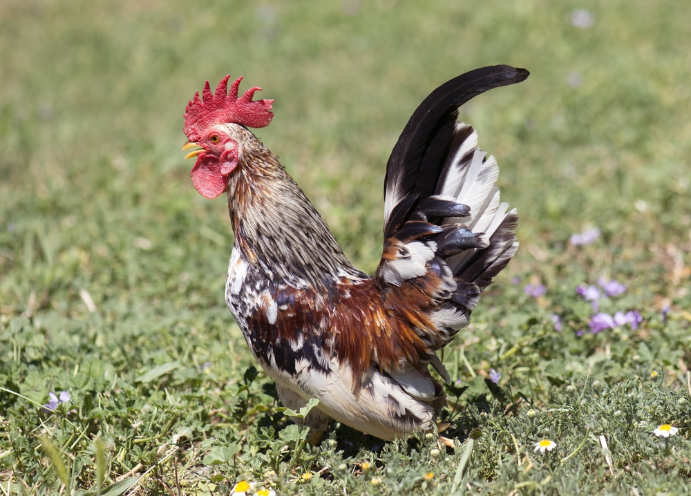 rooster serama in garden
