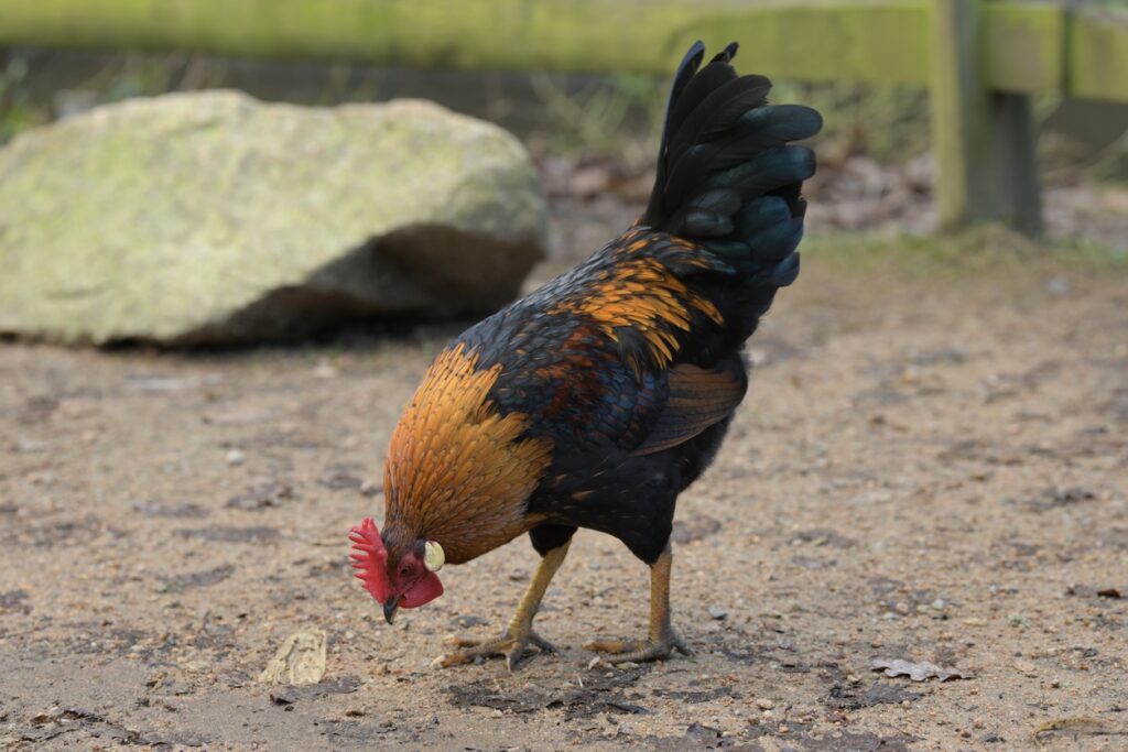 Black Copper Marans Habit  