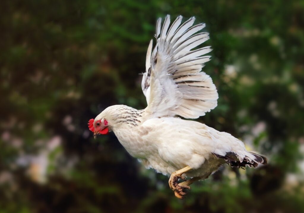 Can Chickens and Roosters Fly
