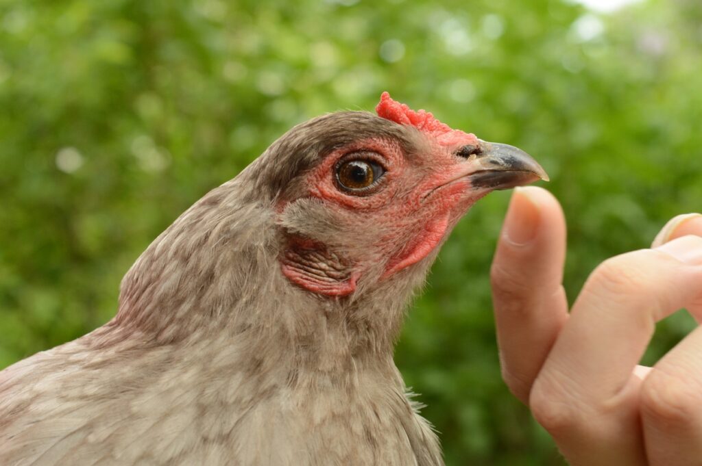 Easter Egger Chicken Breed: Eggs, Appearance, and Care - Know Your Chickens