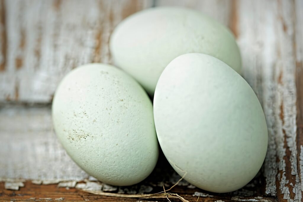 How to Breed Easter Egger Chickens