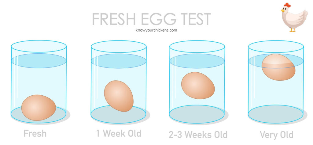 How to Conduct an Egg Float Test