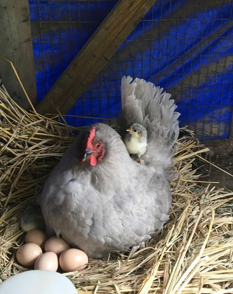 Lavender Orpington Chick Appearance