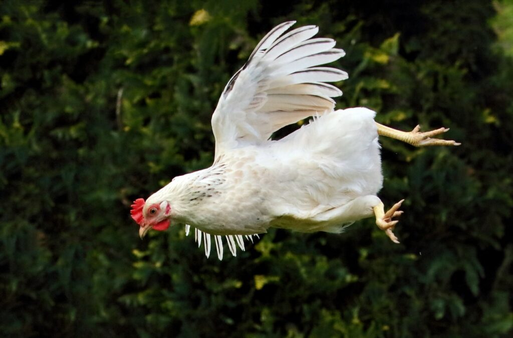 Why Do Chickens Need to Fly?