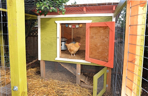  A Simple DIY Chicken Coop Plan