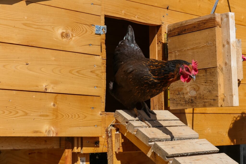 What is an Automatic Chicken Coop Door?
