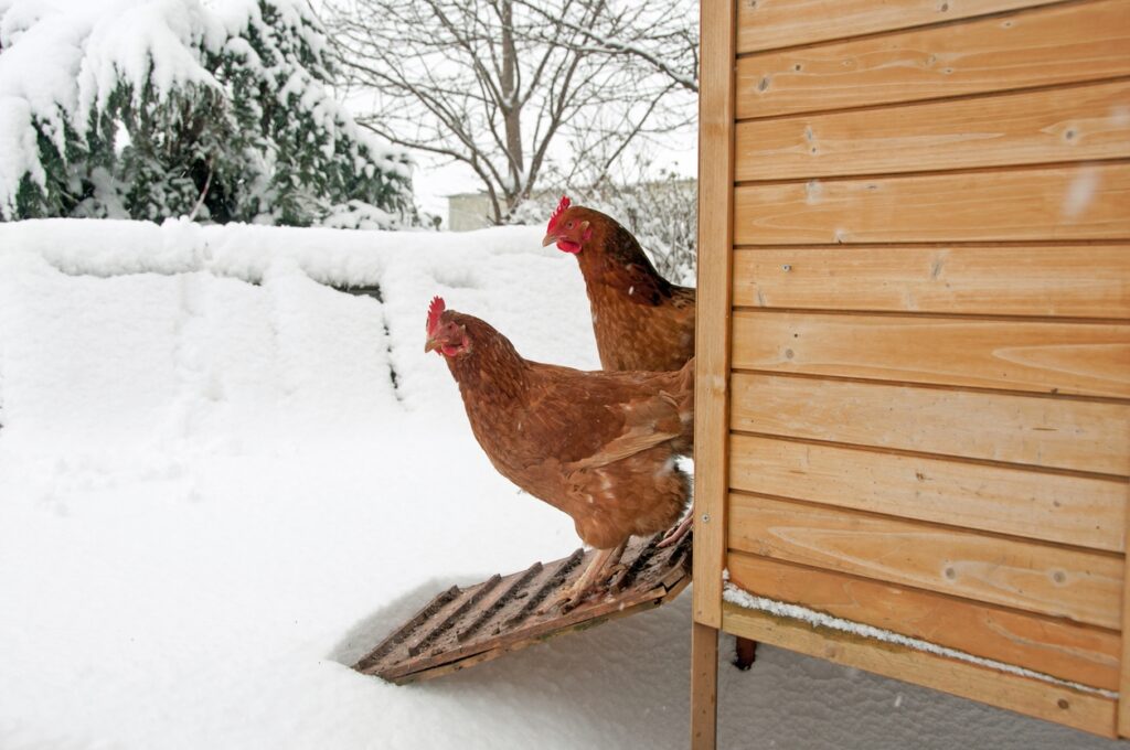 Can You Use Automatic Chicken Coop Doors Year-Round
