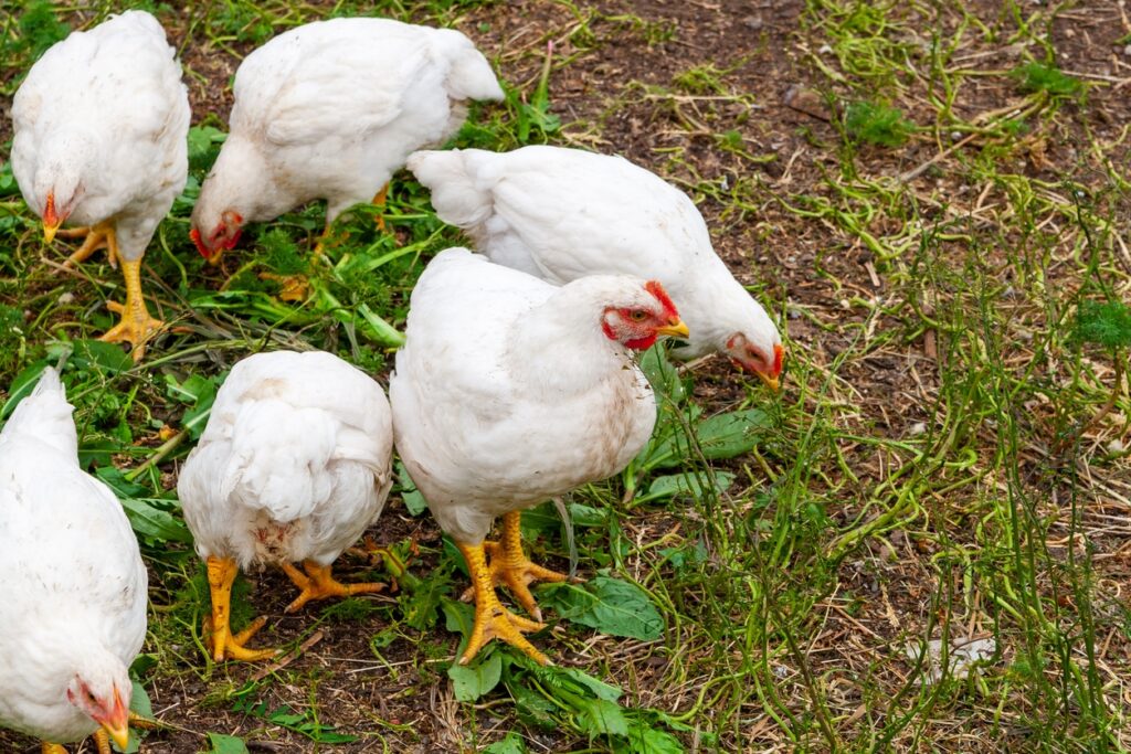 Chickens with the Shortest Lifespans