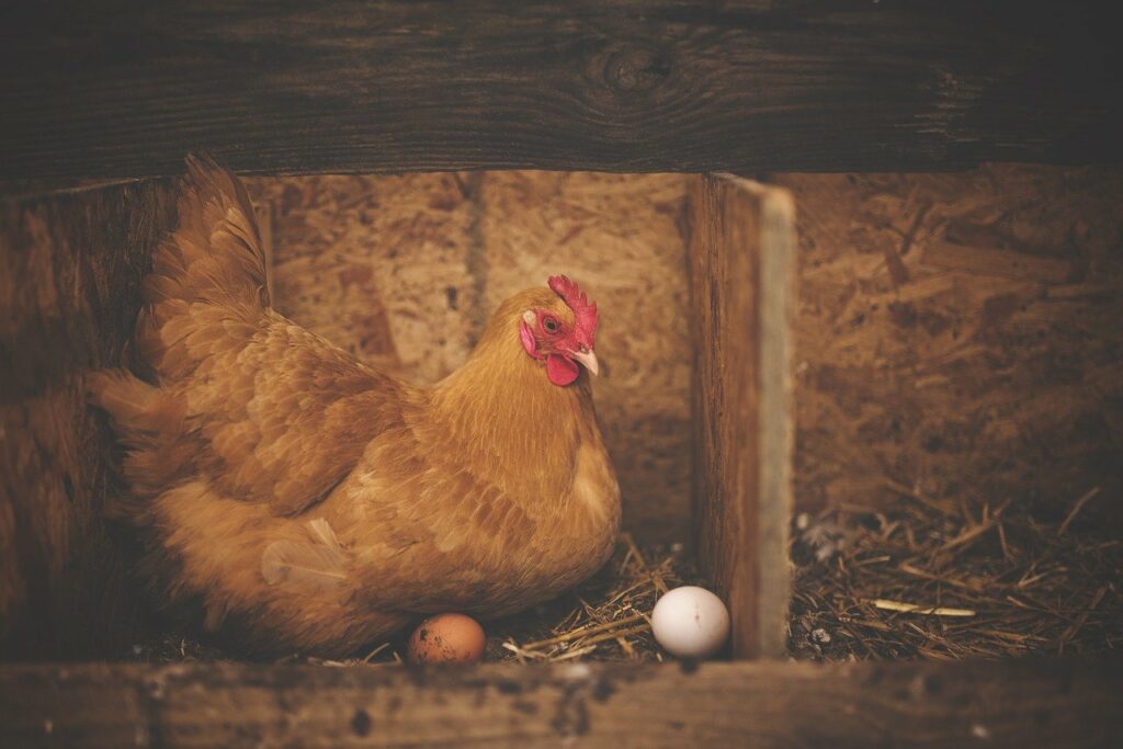 Do Chickens Lay Eggs Year-Round