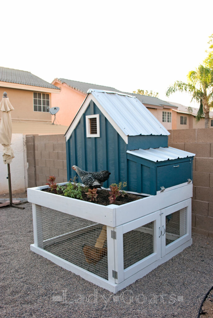 Fun and Functional Chicken Coop Plans