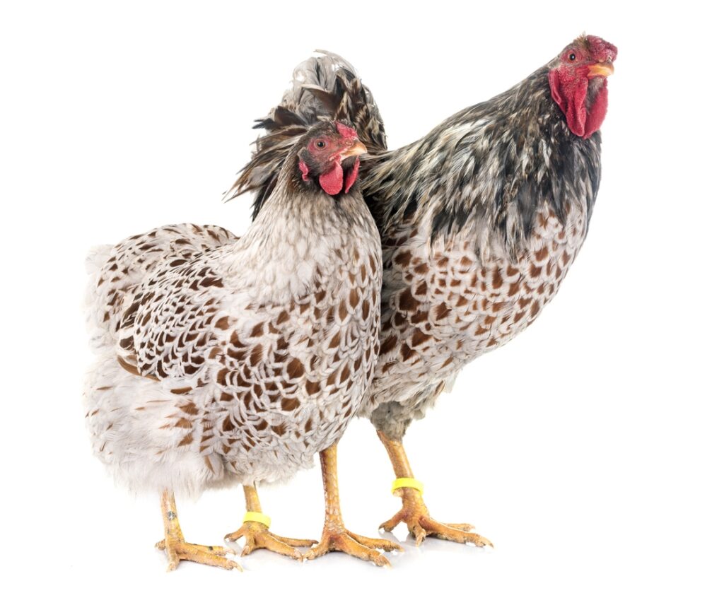 How to Breed Blue Laced Red Wyandottes
