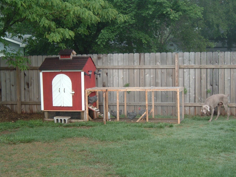 Little Red Barn Coop in the Backyard