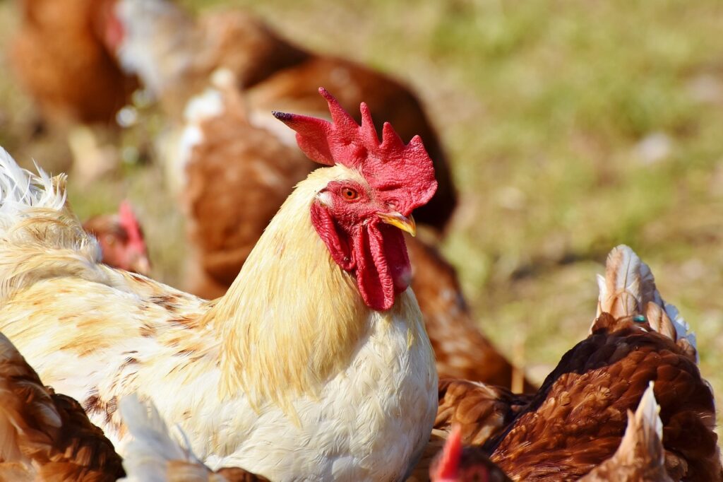 Problems with Chicken Mating