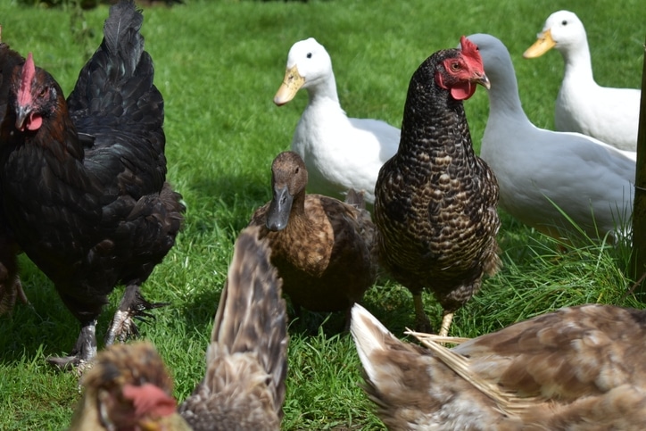 Pros and Cons of Raising Ducks Instead of Chickens