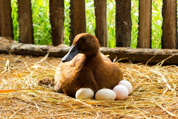 Should You Raise Ducks or Chickens